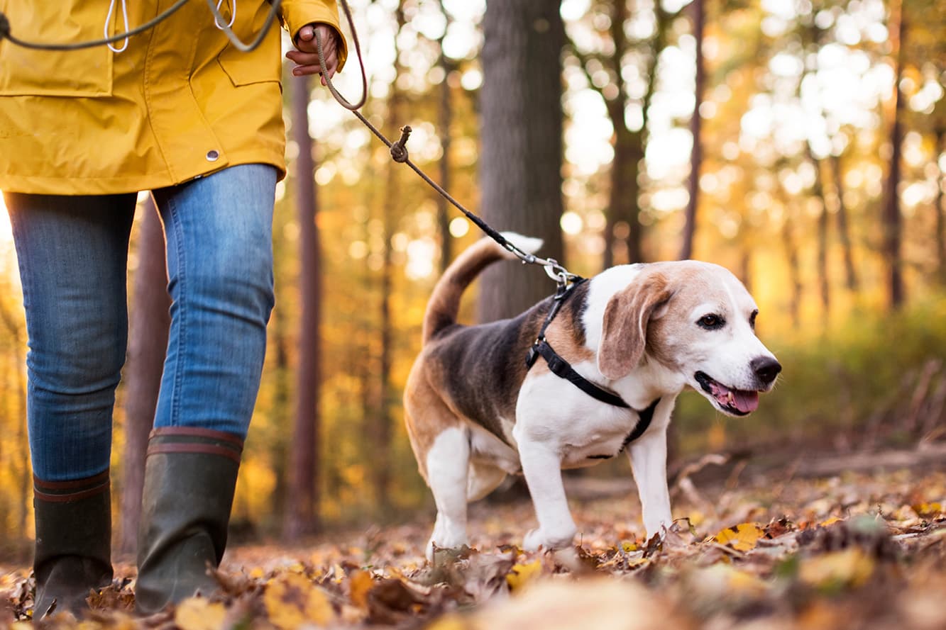 Mój pies ciągnie na smyczy!