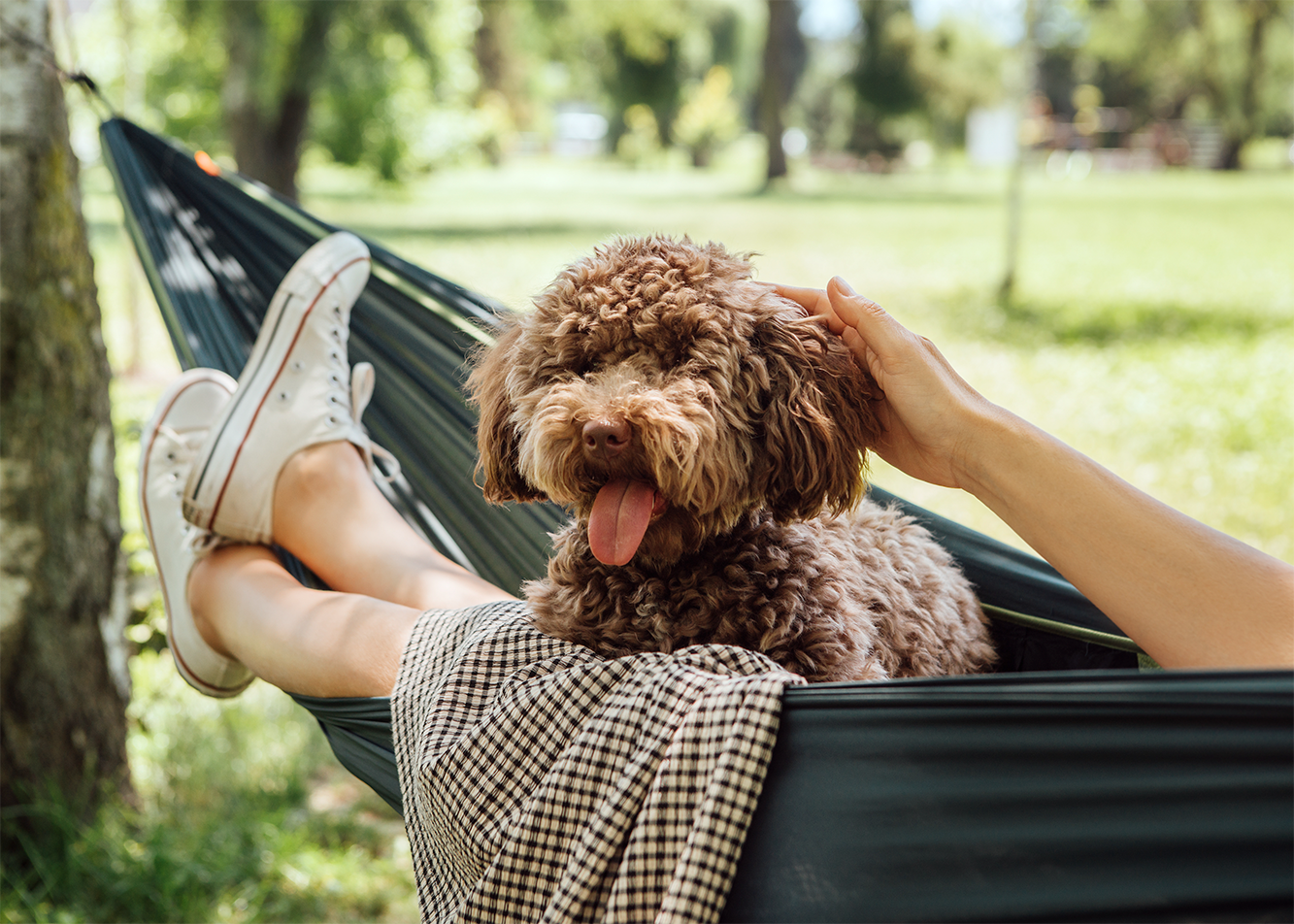 Jak pomóc domowym zwierzętom przetrwać upał?