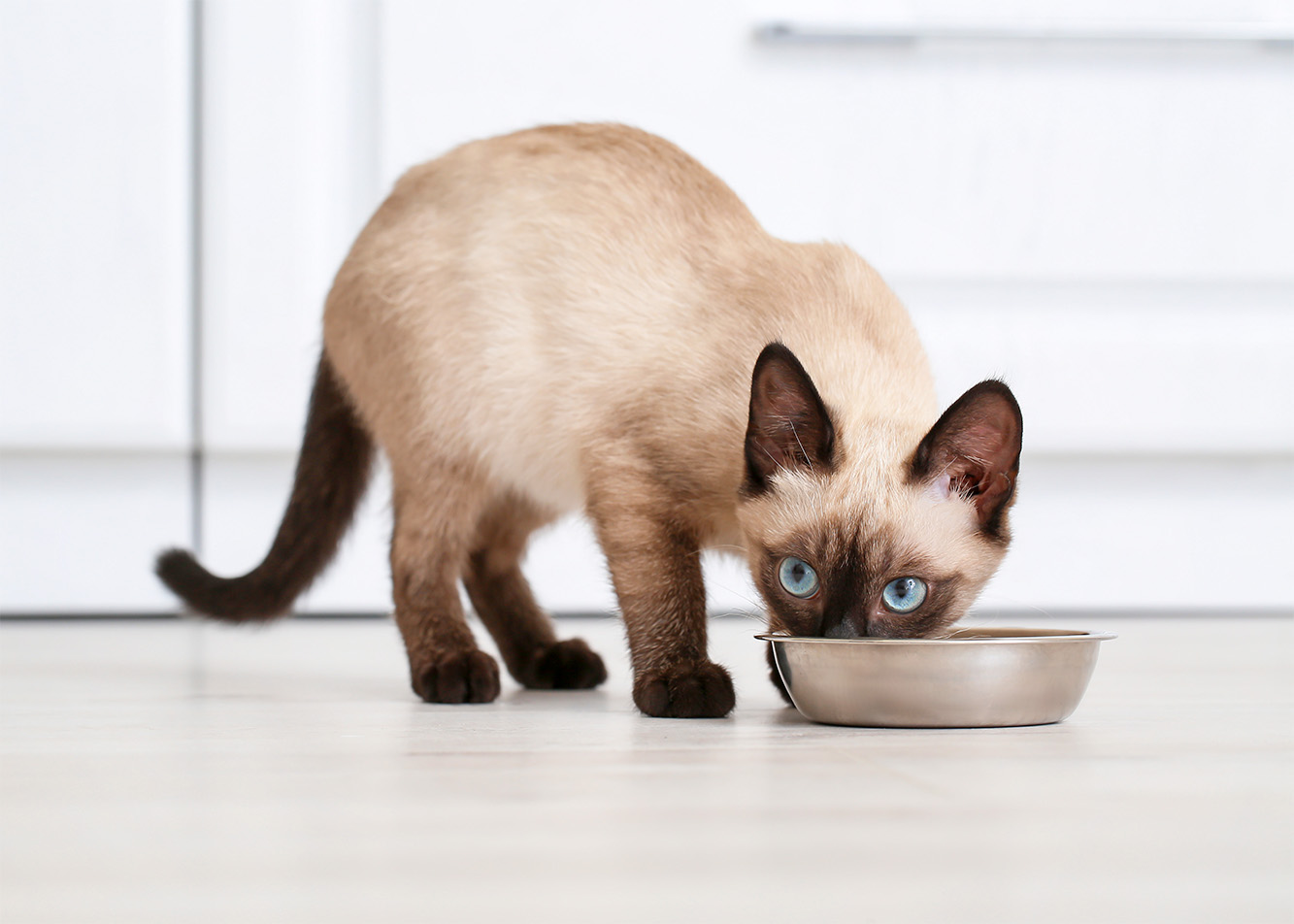Stały dostęp do jedzenia dla kota – zalety i wady takiego rozwiązania