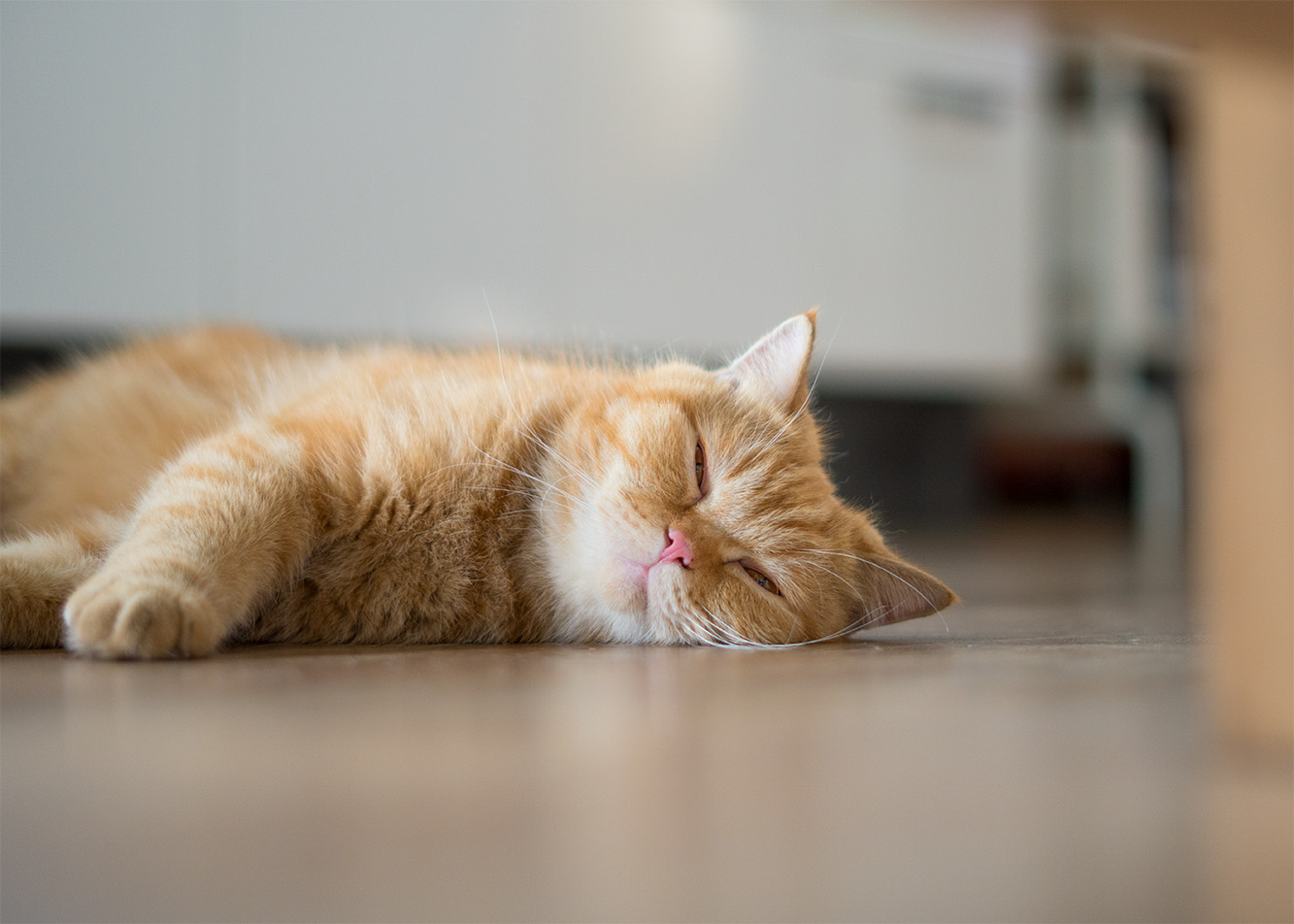 Nuda u kota – objawy i sprawdzone sposoby na zajęcie pupila