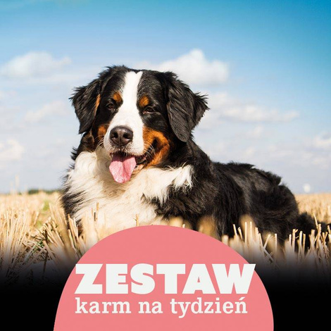 Karma mokra dla psa do 30 kg na 7 dni Dolina Noteci Premium 25 x 400 g